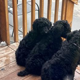 Poodles from Stormy Skye Poodles