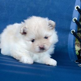 Girl 2 - Cream female Pomeranian puppy in Green Cove Springs, Florida from Natasha's Ark of Joy