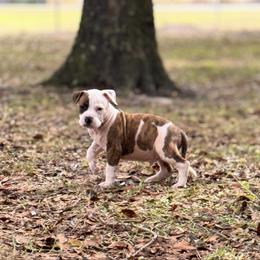 Male 4 - Brown brindle male American Staffordshire Terrier puppy in St. Augustine, Florida from LBK & Ancient City