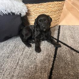 Maya - Black female Cavapoo puppy in Gap, Pennsylvania from Coles Cavapoo’s