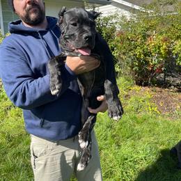 1 - Black brindle male Cane Corso puppy in Keizer, Oregon from Clear Creek