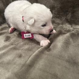 Rose - White female Samoyed puppy in Atkinson, Nebraska from Sandhills Samoyeds