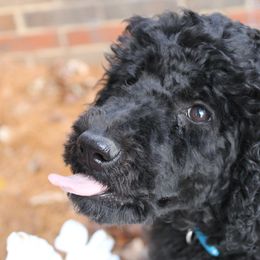 Poodle Puppies from Country Road Homestead