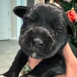 Black boy - Black male Miniature Schnauzer puppy in Avondale, Arizona from Campos Schnauzers