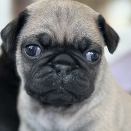Pugs from Mystic Mountain Pugs