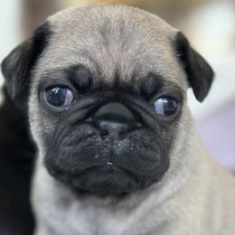 Pugs from Mystic Mountain Pugs
