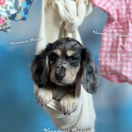 Suavitel - Dapple female Dachshund puppy in Chandler, Arizona from Vonaducci Doxies, LLC.