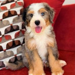 Adams (socialization program student) - Merle male Bernedoodle puppy in Dundee, Ohio from Down Home Doodle