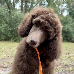 Poodle Puppies from Creek Side Kennels