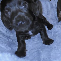 Oreo - Black male Dachshund puppy in Malabar, Florida from Dicrocco's Doxies
