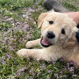 Golden Retriever Puppies from The Wildfire Ranch