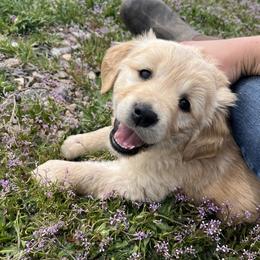 Golden Retriever Puppies from The Wildfire Ranch