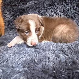 Hulk pup - White and red male Border Collie puppy in Dunnellon, Florida from A&S Border Collies