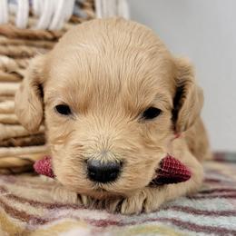 Gus - Apricot male Goldendoodle puppy in Temecula, California from Oodles O'Doodles