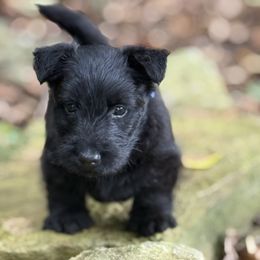Scottish Terrier Puppies from Amy Collini