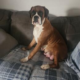 Layla - Boxer
