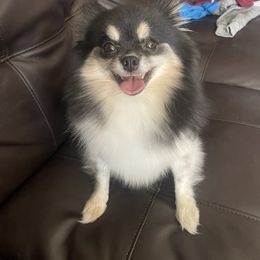 Pomeranian All Grown Up from Belinda Hokanson