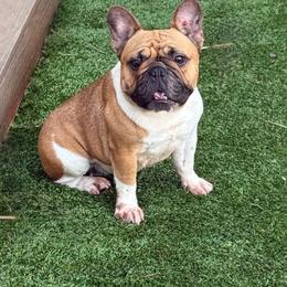 Gia - French Bulldog