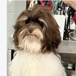 Mister - Havanese