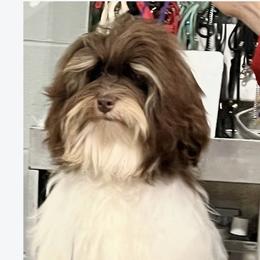Mister - Havanese