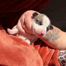 Hannah - White and fawn female Whippet puppy in Canton, Georgia from Ahava Kennels