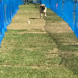 Mastiff Puppies from Celtic's Mastiffs