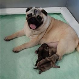 Paige - Pug