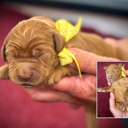 Miss Yellow Collar - Gold female Australian Labradoodle puppy in Wake Forest, North Carolina from Lucky Country Labradoodles