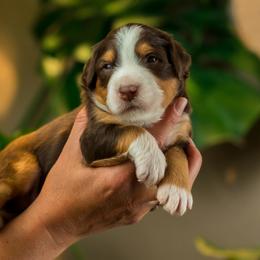 Andy - male Australian Mountain Doodle puppy in Cortez, Colorado from Sassy Pants Pups