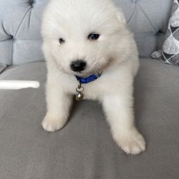 Boy 1 - Samoyed puppy in West Jordan, Utah from My Samoyed Family