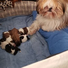 Rafi - Shih Tzu