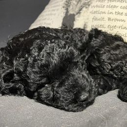 Cockapoo, Double Doodle, Goldendoodle, Poodle, and Shihpoo Puppies from Peace, Love, and Puppies at the Creek