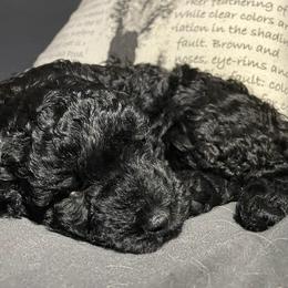 Cockapoo, Double Doodle, Goldendoodle, Poodle, and Shihpoo Puppies from Peace, Love, and Puppies at the Creek