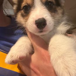 Jelly Roll - Black and tan male American Corgi puppy in Orangevale, California from Corgis of the Heart