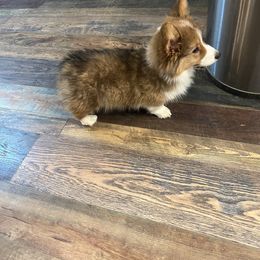 Pembroke Welsh Corgi Puppies from Desert Sunset Pembroke Welsh Corgis