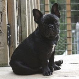 French Bulldogs from Ruchi French Bulldogs
