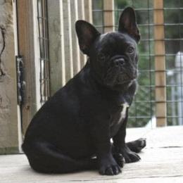 French Bulldogs from Ruchi French Bulldogs