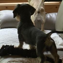 Templeton - Dachshund
