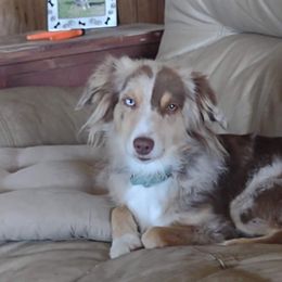 Addie - Miniature Australian Shepherd