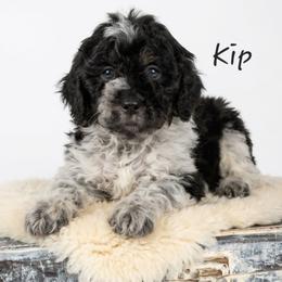 Kip - Black and white male Springerdoodle puppy in Fargo, North Dakota from Dakota SpringerDoodles
