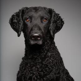 Curly-Coated Retriever All Grown Up from Stapaules/Thompson in Partnership with Podunk CCRs