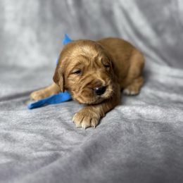 Sophie's blue collar male - Dark golden male Golden Retriever puppy in Piedmont, South Carolina from The Farm at Saluda Ridge