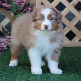 Kiss - Red merle female Australian Shepherd puppy in Circleville, Utah from Canyon Creek Aussies