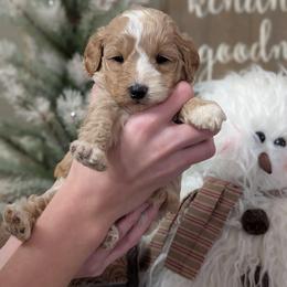 Snuggles - Cream female Cavapoo puppy in Coshocton, Ohio from Forever Family Puppies