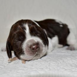 Cheetah - Liver white and roan female English Springer Spaniel puppy in Chapmansboro, Tennessee from Balthrop Bend Farms