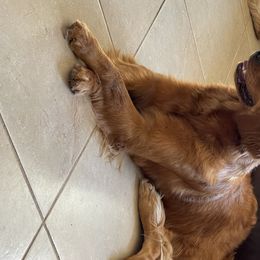 Lady - Golden Retriever