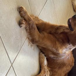 Lady - Golden Retriever