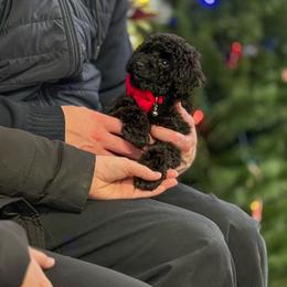 Poodle Puppies from KC Poodles of PA