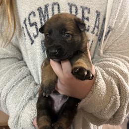 Black - Fawn sable male Belgian Malinois puppy in Boise, Idaho from Wings of Freedom Retrievers and Malinois