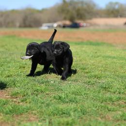 Labrador Retriever Puppies from J and D Retrievers